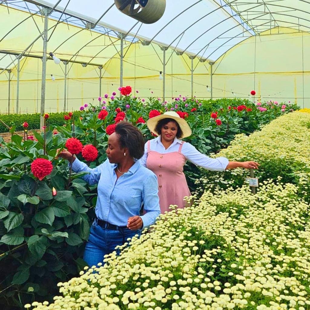 Cultivadores de flores que utilizan la plataforma Floranow en invernadero
